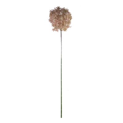 Blume Allium rosa 75cm