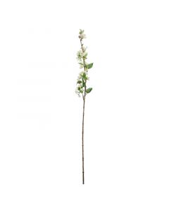 Blütenbegonie weiß 105cm