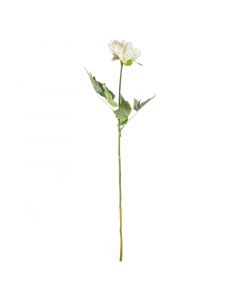 Blüte Pfingstrose weiß 79cm
