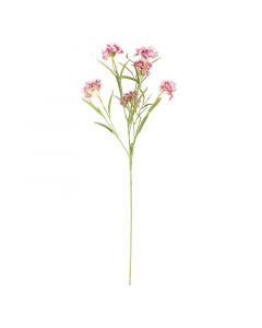 Blume Dianthus chinensis rosa 72cm