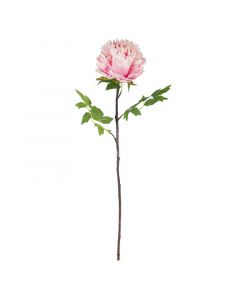 Blüte Pfingstrose rosa 70cm