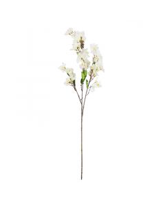 Blüte Bougainvillea weiß 105cm