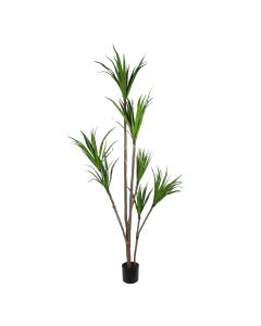 Pflanze Dracaena fragnans 210 cm